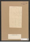 Diatomeae indet. Zeichnungen Sammlung Grunow Nr. 4590 (NHMW-BOT-W0372606)